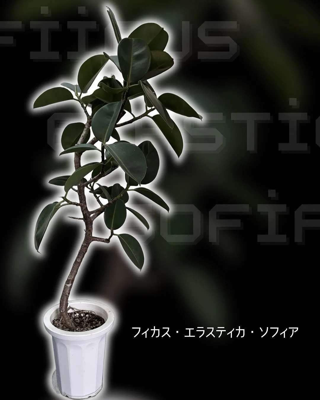 新しい観葉植物を購入しました🪴